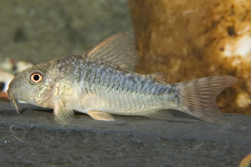 picture of Gossei Corydoras Tank Raised Reg                                                                     Corydoras gossei