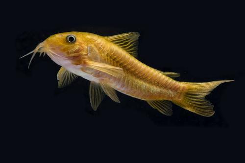 picture of Green Stripe Aeneus Corydoras Reg                                                                    Corydoras aeneus 'Green lazer'