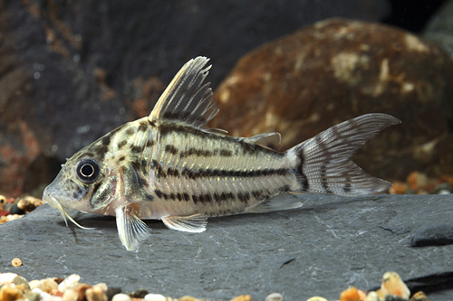 picture of Incolicana Corydoras Med                                                                             Corydoras incolicana