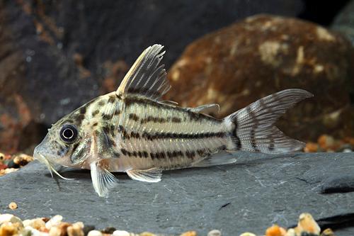 picture of Incolicana Corydoras Lrg                                                                             Corydoras incolicana