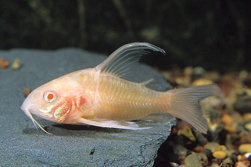 picture of Albino Longfin Corydoras Sml                                                                         Corydoras aeneus 'Albino Longfin'