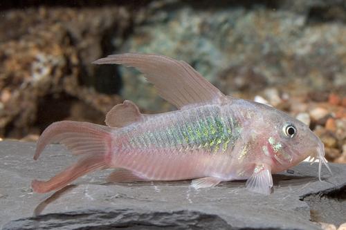 picture of Green Longfin Aeneus Corydoras Sml                                                                   Corydoras aeneus 'Longfin'