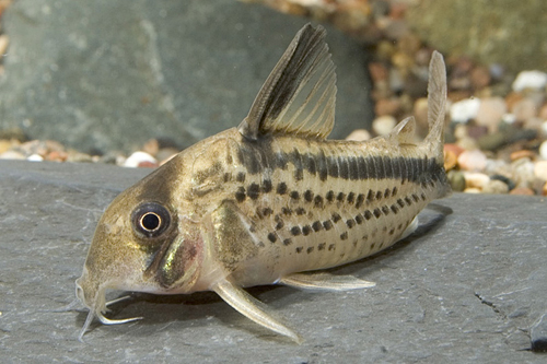 picture of Loxozonus Corydoras Reg                                                                              Corydoras loxozonus