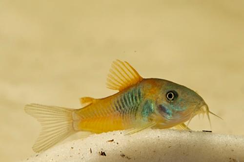 picture of Red Sailfin Venezuela Corydoras Sml                                                                  Corydoras sp.