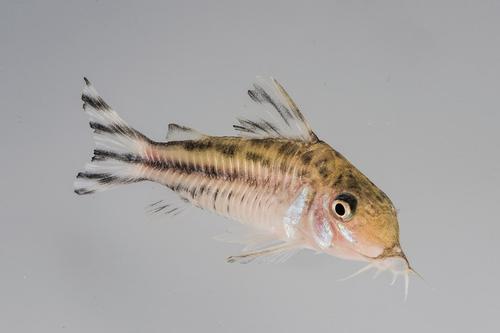 picture of Robineae Corydoras Med                                                                               Corydoras robineae