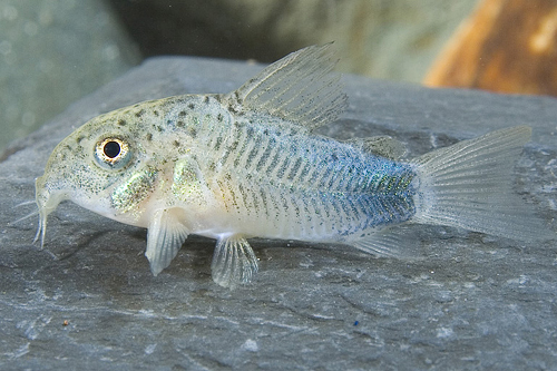 picture of Similis Corydoras Tank Raised Reg                                                                    Corydoras similis