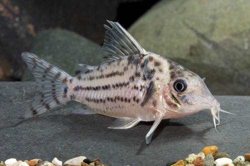 picture of Trilineatus Corydoras Tank Raised Reg                                                                Corydoras trilineatus