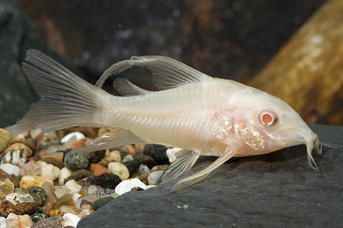 picture of Albino Veiltail Corydoras Reg                                                                        Corydoras aeneus 'Albino Longfin'