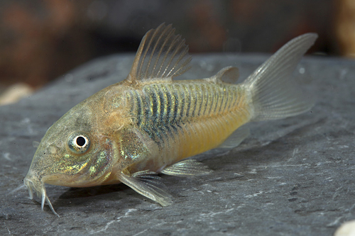 picture of Venezuelanus Corydoras Tank Raised Reg                                                               Corydoras venezuelanus