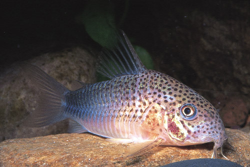 picture of Violet Corydoras Reg                                                                                 Corydoras similis