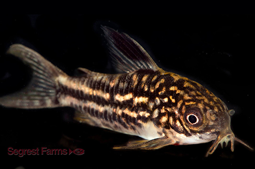 picture of Napoensis Corydoras Reg                                                                              Corydoras napoensis