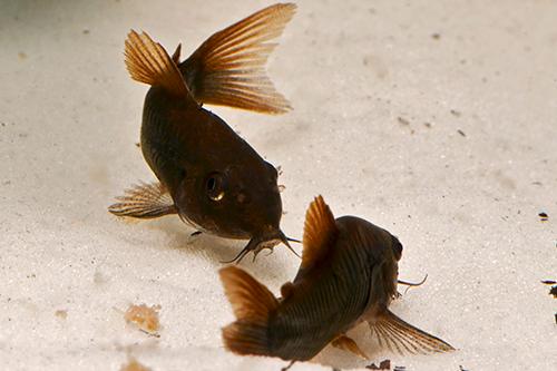 picture of Black Aeneus Corydoras Sml                                                                           Corydoras aeneus var. venezuelanus black