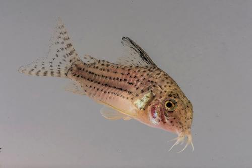 picture of Araguaiensis Corydoras Med                                                                           Corydoras araguaiaensis