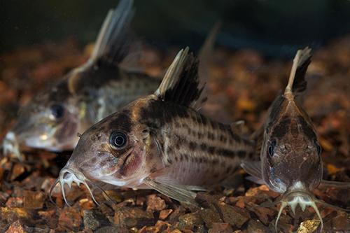 picture of Robust Corydoras Med                                                                                 Corydoras robustus