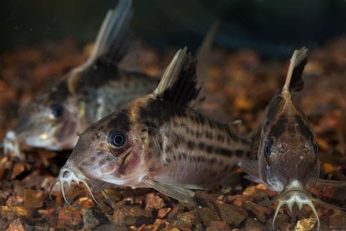 picture of Robust Corydoras Lrg                                                                                 Corydoras robustus