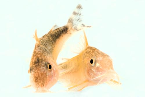 picture of Seussi Corydoras Reg                                                                                 Corydoras seussi