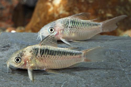 picture of Elegans Corydoras Rio Negro Reg                                                                      Corydoras elegans