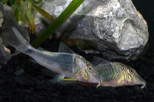 picture of Semiaquilus Corydoras Lrg                                                                            Corydoras semiaquilus