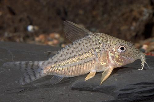 picture of Schultzei Corydoras Tank Raised Reg                                                                  Corydoras schultzei