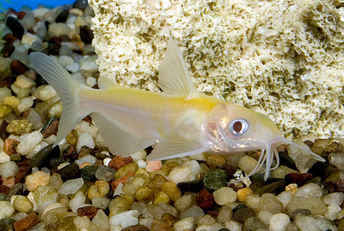 albino channel catfish sml ictalurus punctatus albino segrest farms
