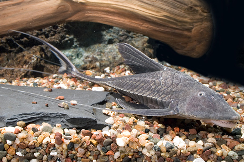 picture of Antenae Loricaria Catfish Med                                                                        Pterosturisoma microps