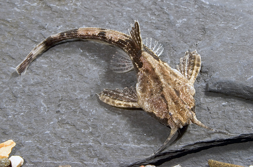 picture of Banjo Catfish Med                                                                                    Bunocephalus coracoideus