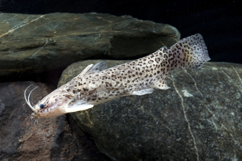 picture of Brown Wood Catfish Lrg                                                                               Parauchenipterus sp.