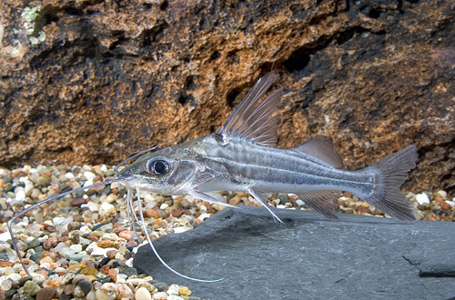 picture of Four Line Pictus Catfish Reg                                                                         Pimelodus blochii