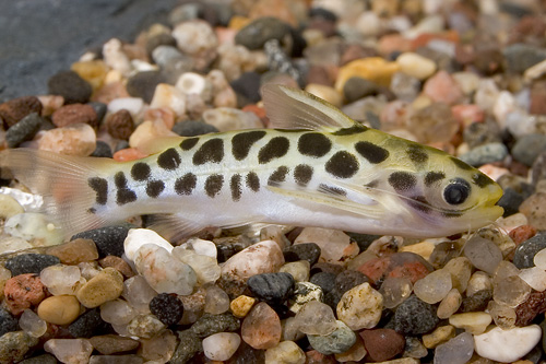 picture of Honeycomb Tatia Catfish Reg                                                                          Centromochlus perugiae