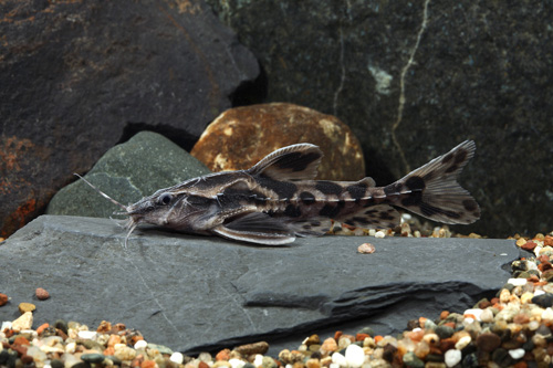 picture of Giant Irwin's Raphael Catfish Reg                                                                    Megalodoras irwini