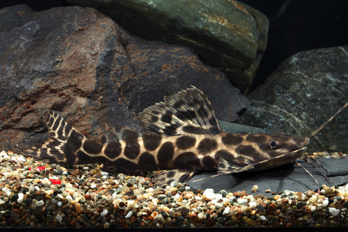 picture of Marble Achara Catfish Med                                                                            Leiarius marmoratus