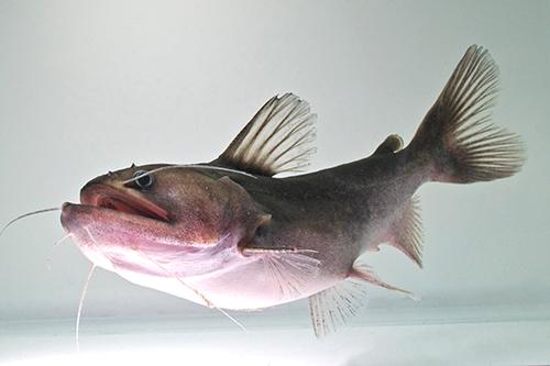 picture of Ogre Gulper Catfish Med                                                                              Asterophysus batrachus