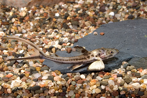 picture of Planiceps Catfish Reg                                                                                Sorubimichthys planiceps