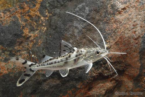 picture of Polka Dot Pictus Catfish Med                                                                         Pimelodus pictus