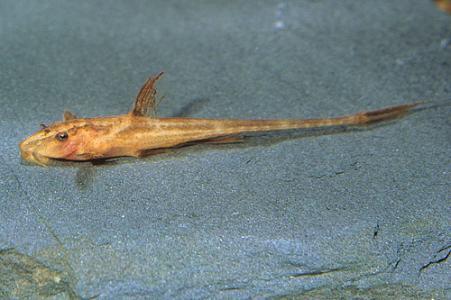 picture of Red Loricaria Catfish Reg                                                                            Rineloricaria sp. l10a