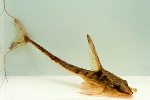 picture of Royal Farlowella Catfish Lrg                                                                         Sturisoma aureum
