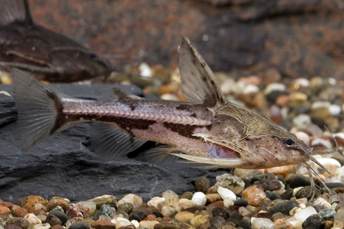 picture of Talking Catfish Sml                                                                                  Amblydoras nauticus 