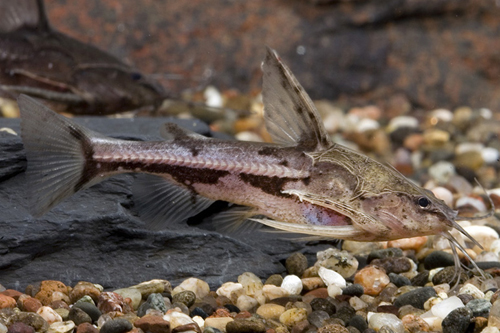 picture of Talking Catfish Lrg                                                                                  Amblydoras nauticus 