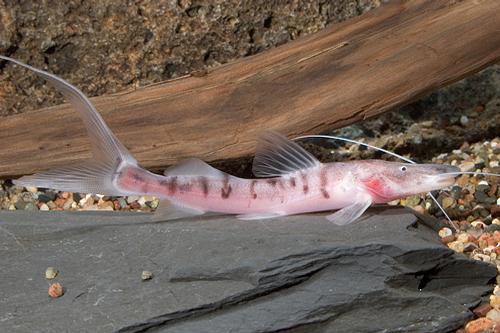picture of True Tigrinus Catfish Sml                                                                            Merodontotus tigrinus