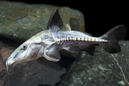 picture of Ripsaw Catfish Med                                                                                   Oxydoras niger