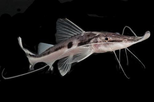 picture of Zorro Sturio Catfish Reg                                                                             Platystomatichthys sturio