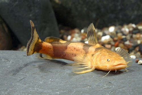 picture of Bumblebee Zungaro Catfish Reg                                                                        Pseudopimelodus zungaro