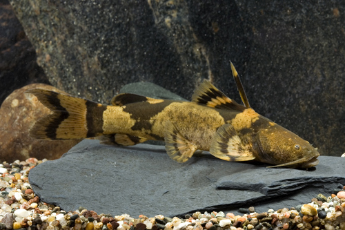 picture of Bumblebee Zungaro Catfish Med                                                                        Pseudopimelodus zungaro