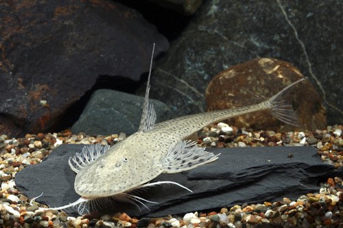 picture of Bristlenose Loricaria Catfish Lrg                                                                    Pseudohemiodon laticeps