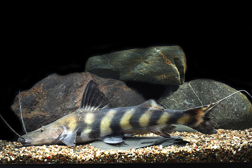 picture of Flash Zebra Catfish Xlg                                                                              Brachyplatystoma juruense