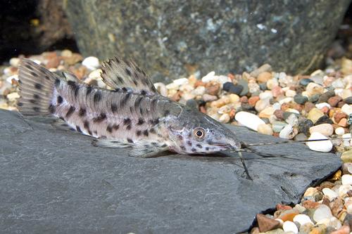 picture of Marble Hoplo Catfish Tank Raised Med                                                                 Megalechis thoracata