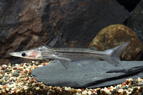 picture of Striped Duckbill Catfish Med                                                                         Ageneiosus vittatus