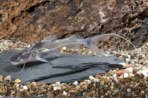 picture of Nanay Dorado Catfish Reg                                                                             Brachyplatystoma flavicans