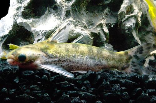 picture of Tatia Intermedia Wood Catfish Reg                                                                    Tatia intermedia