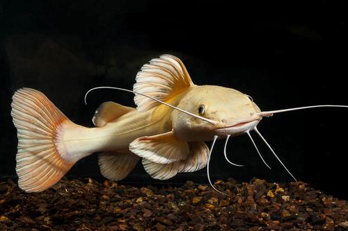 picture of Leucistic Redtail Catfish SA Tank Raised Med                                                         Phractocephalus hemiliopterus